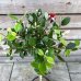 Acca Sellowiana Feijoa (Guava ananásová) - kont. C7/9L, výška: 70-90 cm